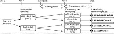 Long Chain Polyunsaturated Fatty Acids Docosahexaenoic Acid and Arachidonic Acid Supplementation in the Suckling and the Post-weaning Diet Influences the Immune System Development of T Helper Type-2 Bias Brown Norway Rat Offspring